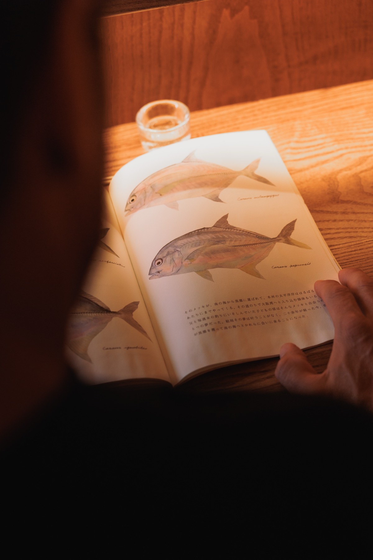 El estudio del pescado